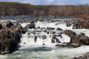 Deb Frank is a Top Area Expert in Great Falls Virginia